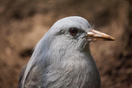 kagu